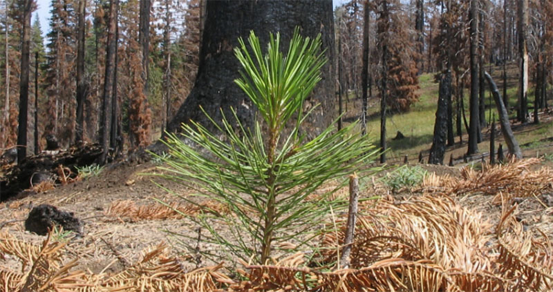 Craters & Freighters: Driving Sustainability Through Reforestation Efforts